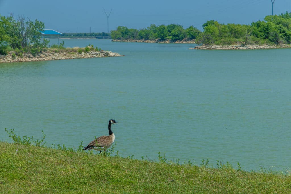 Goose on lake