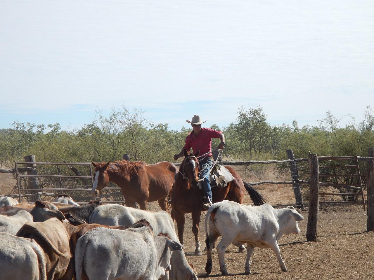 cowboy, australia, outback-985299.jpg