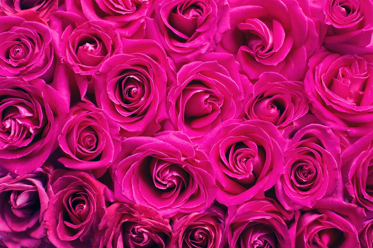 hd wallpaper, pink, flowers-2249403.jpg
